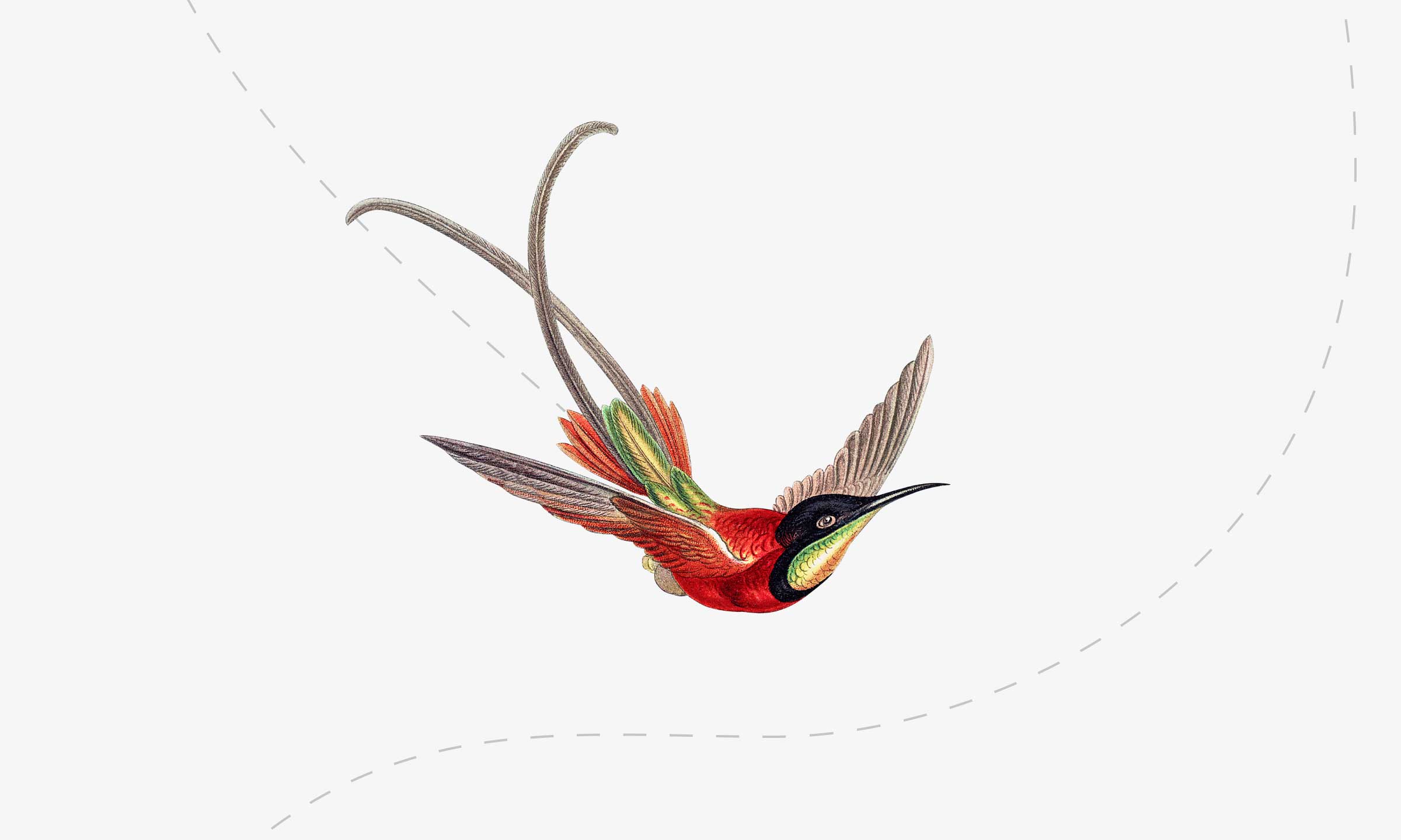 Ilustrasi burung terbang
